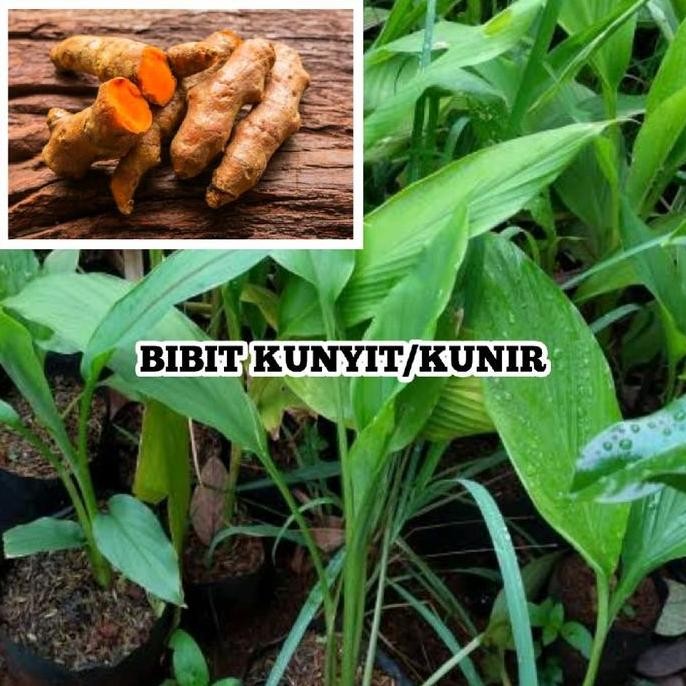 

Terlaris Bibit Tanaman Kunyit/Kunir Kaya Manfaat