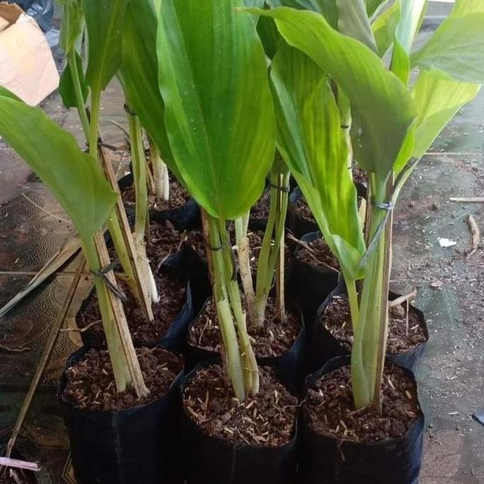 

Terlaris Bibit Kunyit Hitam Asli Dalam Polibeg