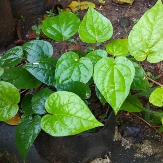 

Terlaris Termurah Bibit Sirih Hijau/Tanaman Herbal Sirih Hijau