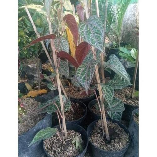 

Terlaris Siap Tanam Sedia 10 Bibit Tanaman Suruh Sirih Merah/ Bibit /Biji /