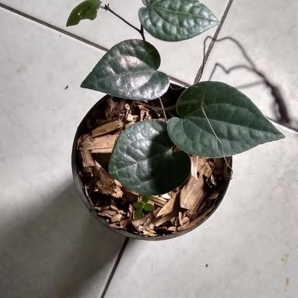 

Terlaris Bibit Tanaman Sirih Hitam Obat Herbal Terlaris