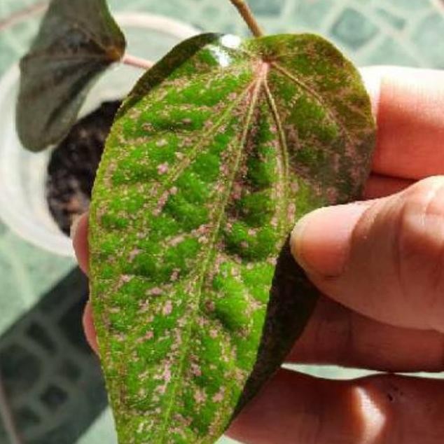 

Terlaris Bibit Pohon Sirih Merah Herbal Organik Paylta 8126Nd