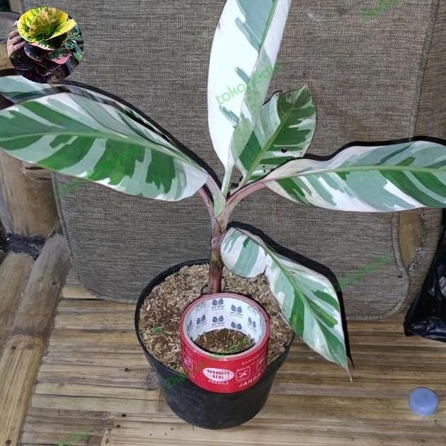 bibit pisang variegata musae UNGGULAN