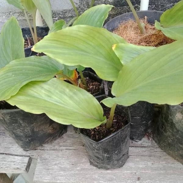

Terlaris Bibit Kunyit Hitam/Kencur Hitam / Black Ginger