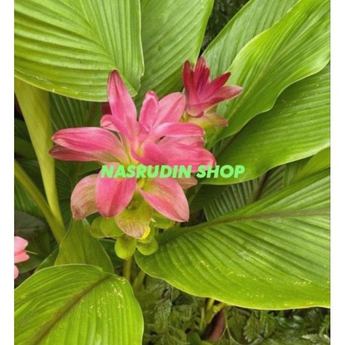 

Terlaris Bibit Temu Putih Kunyit Putih Cabutan/Bonggol Tokomurah