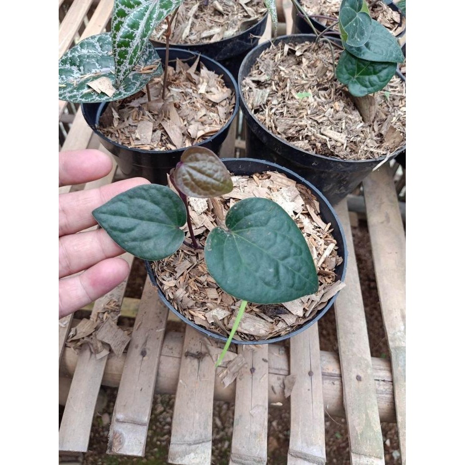 

Terlaris Rd Bibit Tanaman Daun Sirih Hitam (Obat Herbal)