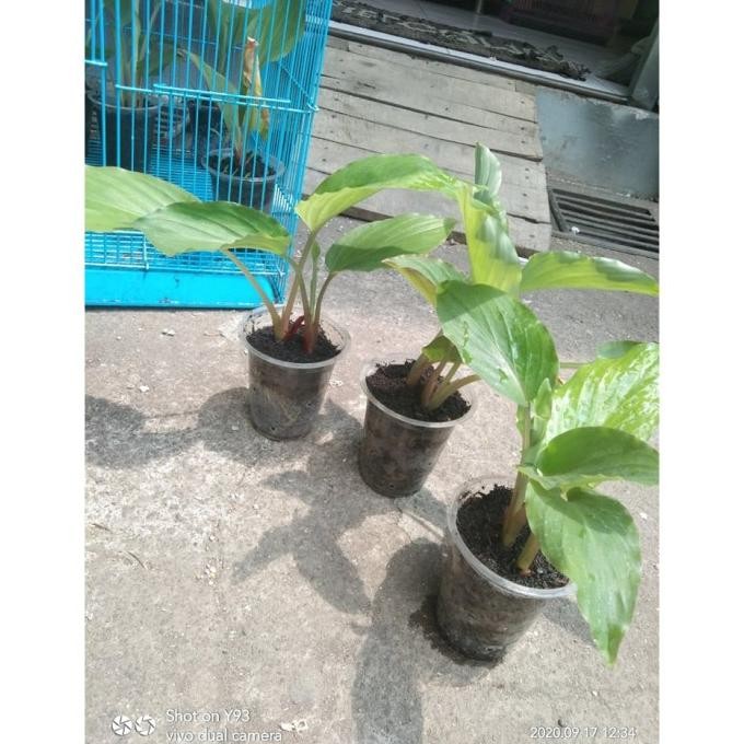 

Terlaris Bibit Kunyit Hitam 2 Tunas Lirslo 2626Ow