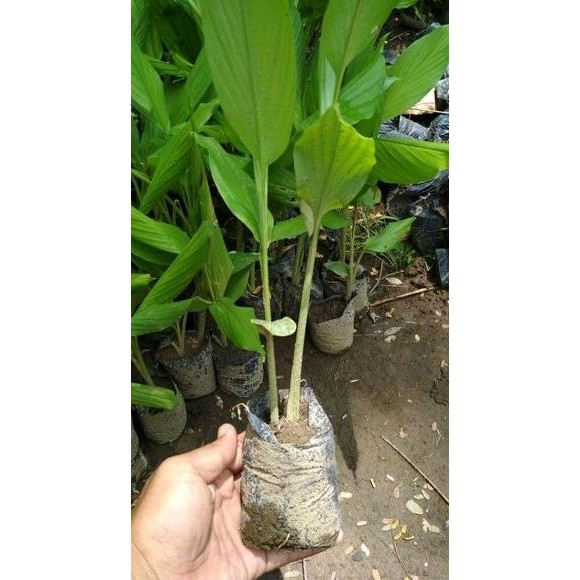 

Terlaris Bibit Kunyit Temu Putih Organik Lhbnvs 9491Ii