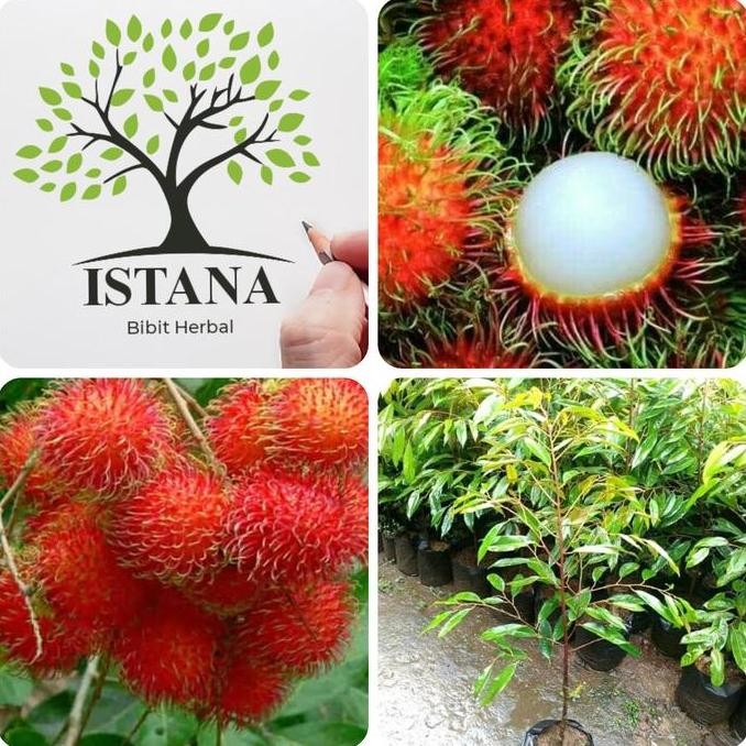 Bibit pohon rambutan binjai bibit tanaman rambutan bibit rambutan UNGGULAN