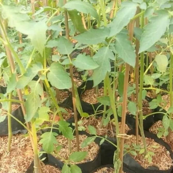 Pohon Buah Tomat - Bibit Tanaman Pohon Tomat