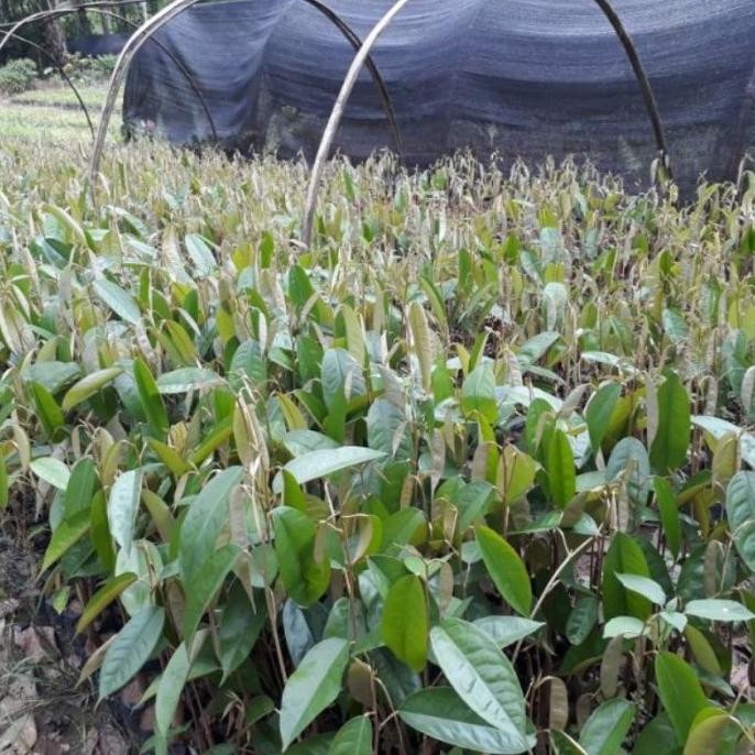 

Terlaris Bibit Durian Kunyit Seedling Beli 5 Gratis 1 Kabsdk 3088Je