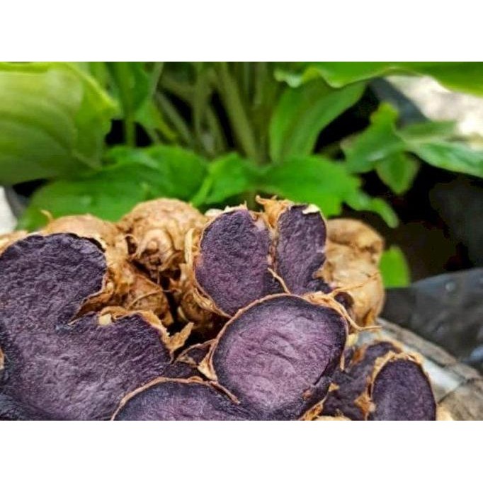 

Terlaris Bibit Tanaman Kunyit Hitam Asli Siap Tanam