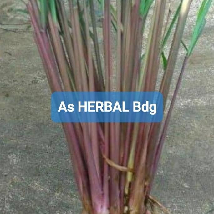 

Terlaris Bibit Sereh Merah Sereh Wangi Serai Wangi Serai Merah 250 Gram
