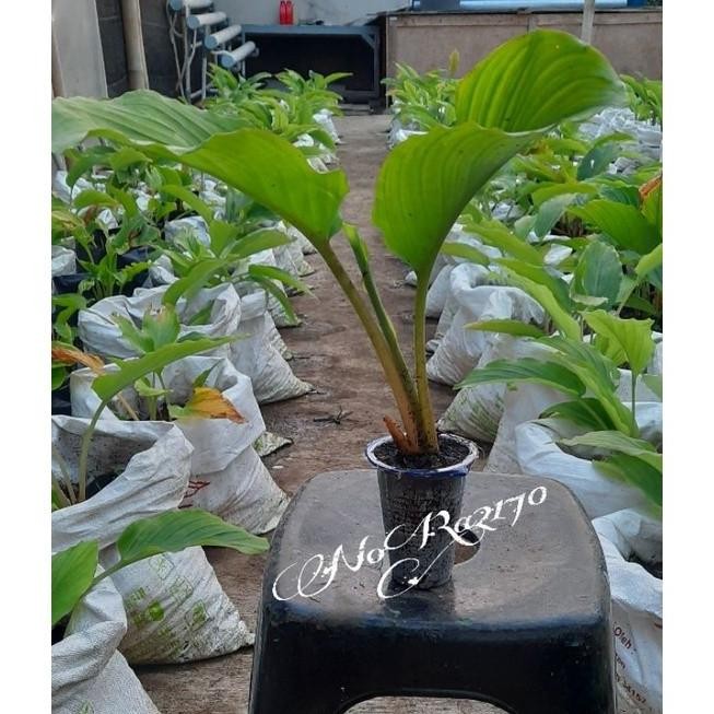 

Terlaris Bibit Kunyit Hitam Asli ( Kaempferia Parviflora) Wopels 5765Aj