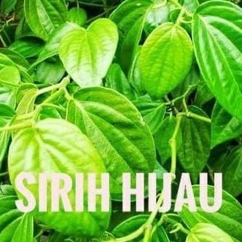 

Terlaris Bibit Tanaman Obat Herbal Sirih Hijau