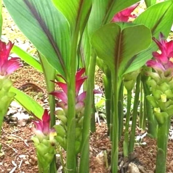 

Terlaris Bibit Obat Pohon Temu Putih Pohon Tanaman Herbal Kunyit Putih Curcuma Zedoaria