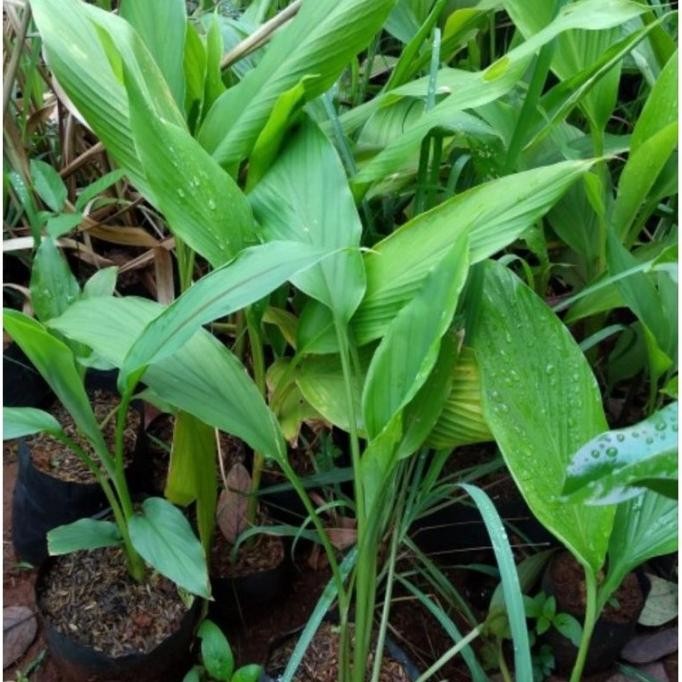 

Terlaris Bibit Kunyit Tanaman Rempah Dapur Tinggi 20-30 Cm Ready Stok Bibit