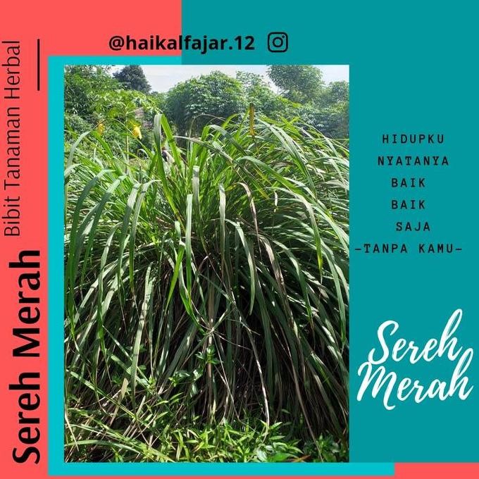 

Terlaris Bibit Tanaman Sereh Merah Wangi Obat Herbal