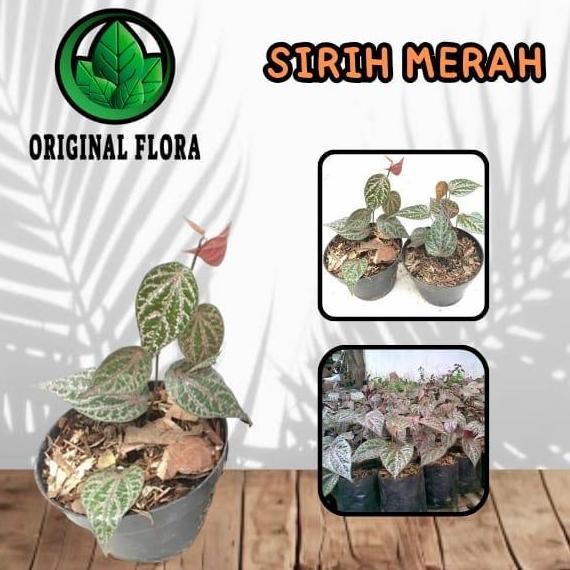

Terlaris Tanaman Obat Daun Sirih Merah Piper Ornatum Bibit Sirih Merah