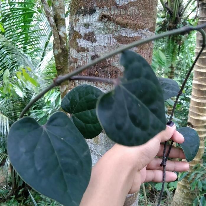 Terlaris Bibit Sirih Hitam Asli Hutan Rimba Terlaris