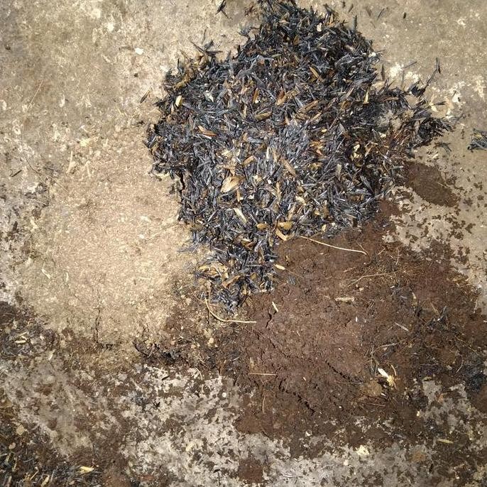 

Terlaris Sekam Bakar+Cocopead+Pupuk Kandang Kambing (500Gram)