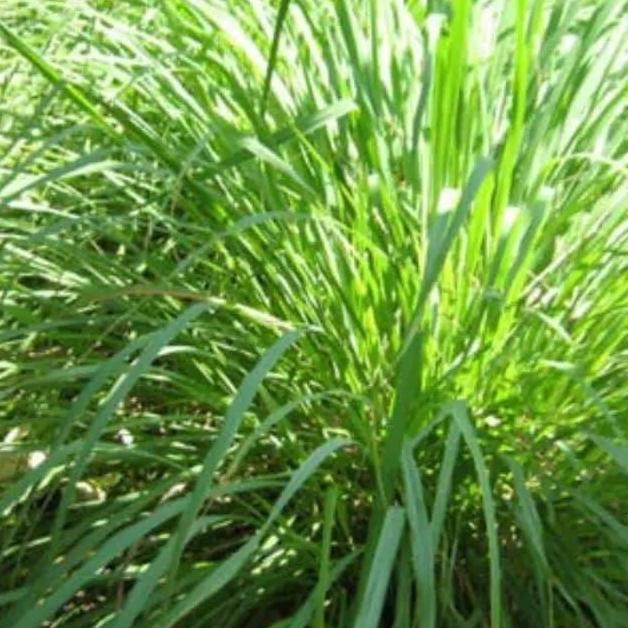 

Terlaris Tanaman Bibit Pohon Sereh Wangi Atau Serai Wan
