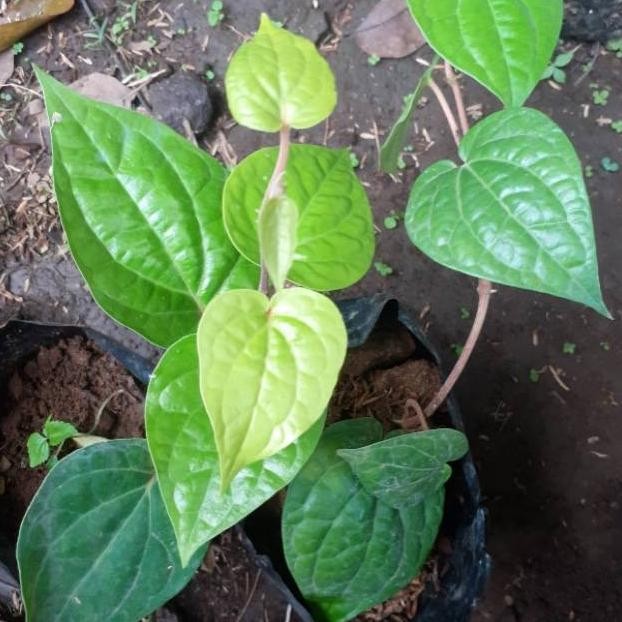 

Terlaris Bibit Pohon Daun Sirih Hijau - Tanaman Sirih Hijau Rambat - Daun