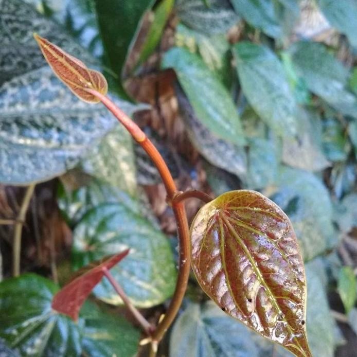 

Terlaris Tanaman Herbal Daun Sirih Merah/Bibit Tanaman Sirih Mera Puyplu 1129Jl