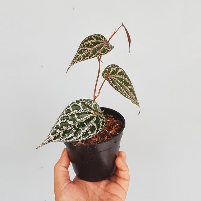 

Terlaris Piper Crocatum / Sirih Merah - Bibit Tanaman Obat Herbal / Houseplant Top