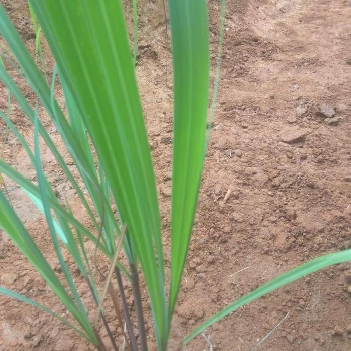 

Terlaris Bibit Sereh Wangi Sereh Merah Per 5 Bibit