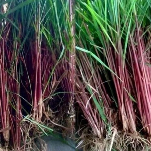 

Terlaris Bibit Sereh Wangi Seray Merah Sereh Herbal Siap Tanam(1Pcs)