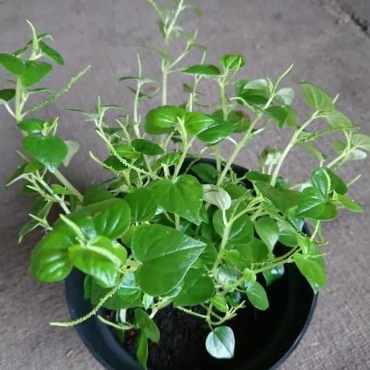 

Terlaris Bibit Daun Sirih Cina - Obat Segala Macam