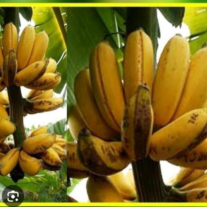 

Terlaris Bibit Pisang Raja Sereh