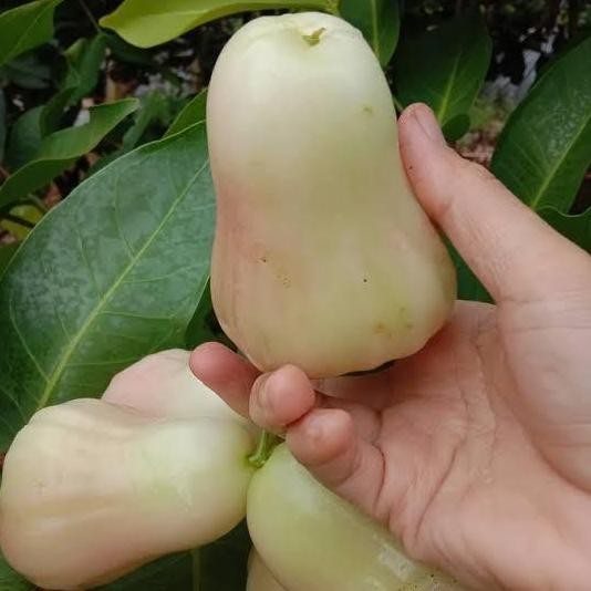 

BARU JAMBU AIR KING ROSE/DELI MADU PER KG