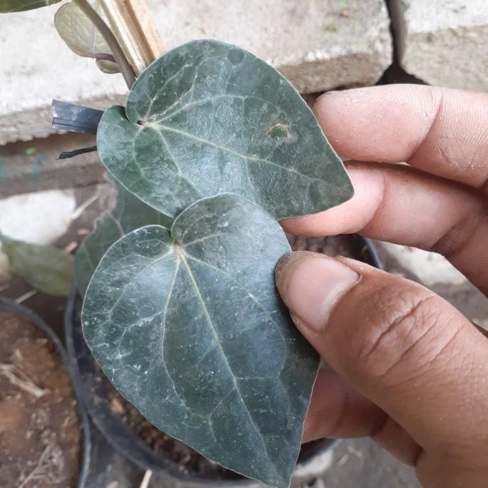 

Terlaris Bibit Tanaman Sirih Hitam Herbal Unggul Bibit Tanaman Super Unggul Asli Original