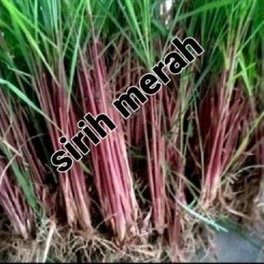 

Terlaris Bibit Tanaman Sereh Merah 10 Pcs' Seray Wangi