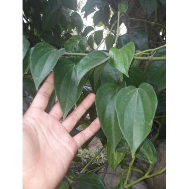 

Terlaris Bibit Daun Sirih Hijau Stek Konco Tani ! Bibit Daun Suruh Hijau Asal Stek Berakar