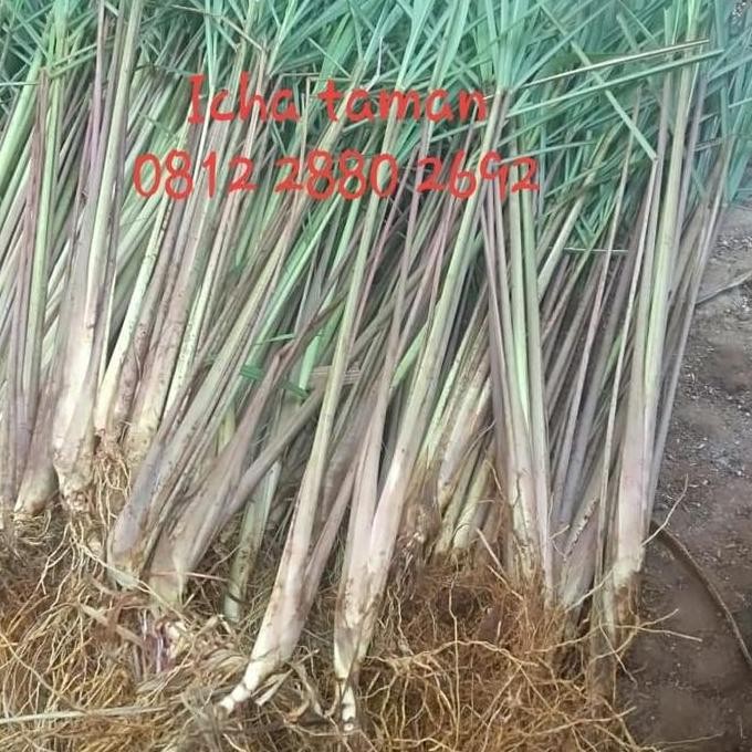 

Terlaris Sereh Wangi - Sereh Merah Bibit Pohon Sereh Merah