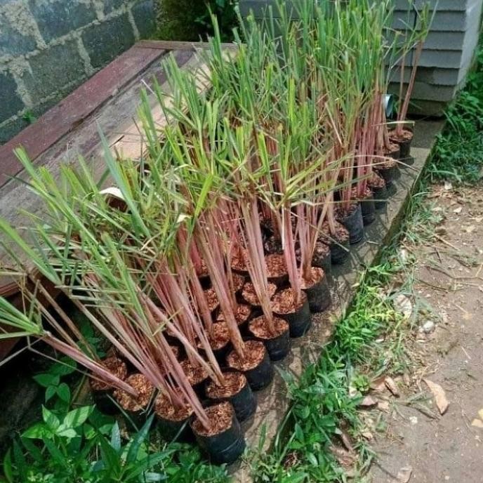 

Terlaris Bibit Pohon Sereh Wangi/Sereh Merah