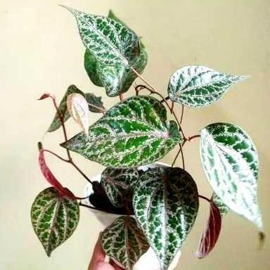 

Terlaris Bibit Sirih Merah Super Unggul