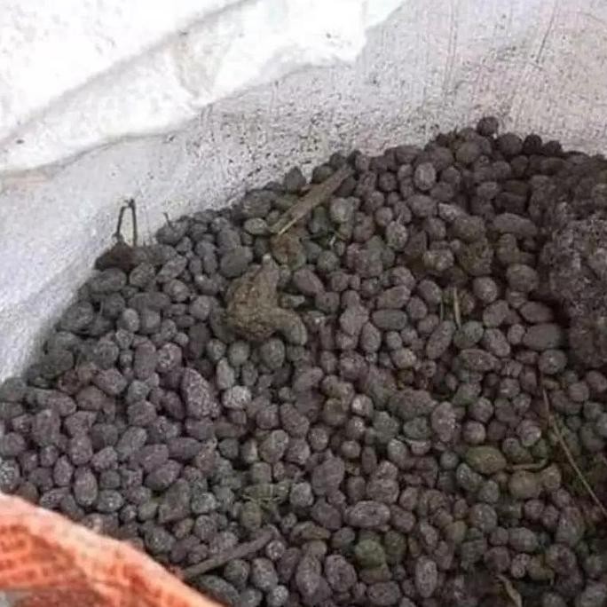 

Terlaris Isi/Berat 500 Gram, Murni Kohe Kotoran Kambing Utuh, Pupuk Kandang