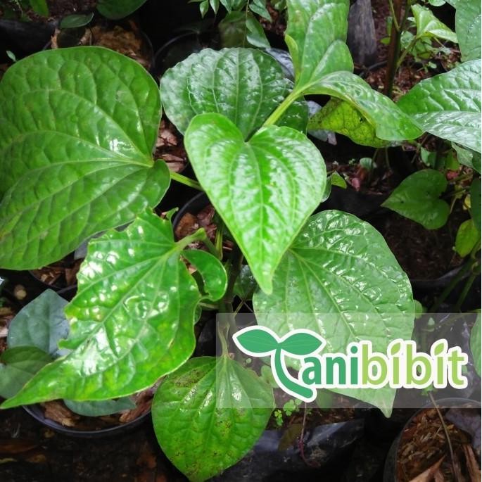 

Terlaris Bibit Tanaman Pohon Daun Karuk - Sirih Tanah Herbal Pipe Adjspr 5695Tl