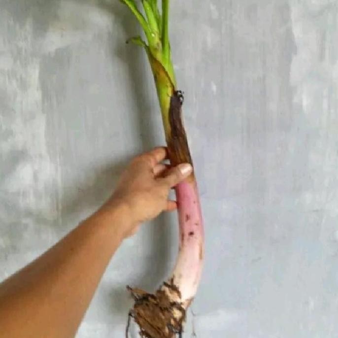 

Terlaris Bibit Bonggol Pohon Pisang Raja Sereh