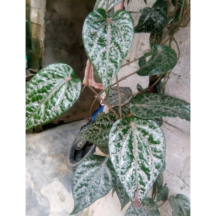 

Terlaris Tanaman Daun Sirih Merah - Bibit Toga Herbal Bergaransi Dikppo 9237Dl
