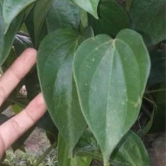 

Terlaris Sirih Hijau Stek Bibit Tanaman Sirih Hijau Daun Sirih,Blm Berakar Cod