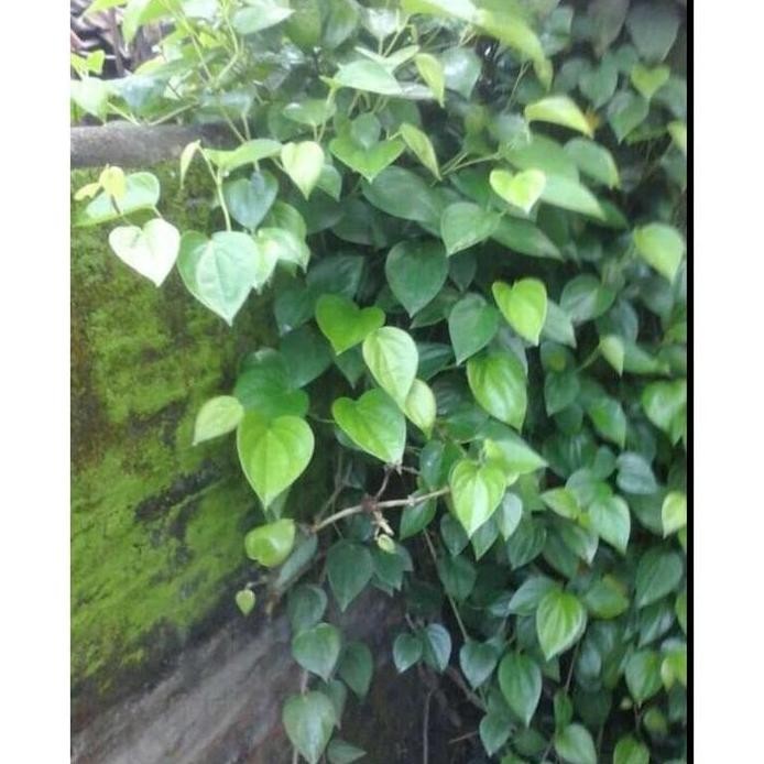 

Terlaris Bibit Sirih Hijau Siap Tanam (Herbal) Beli 5 Gratis 1 Zaf240