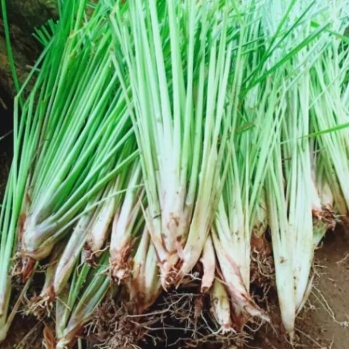 

Terlaris Bibit Sereh/Serai/Bibit Sereh Bumbu Masak