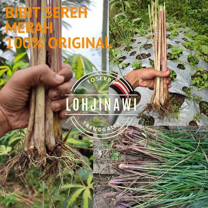 

Terlaris Bibit Sereh Merah Per Biji
