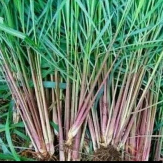 

Terlaris Bibit Tanaman Sereh Merah