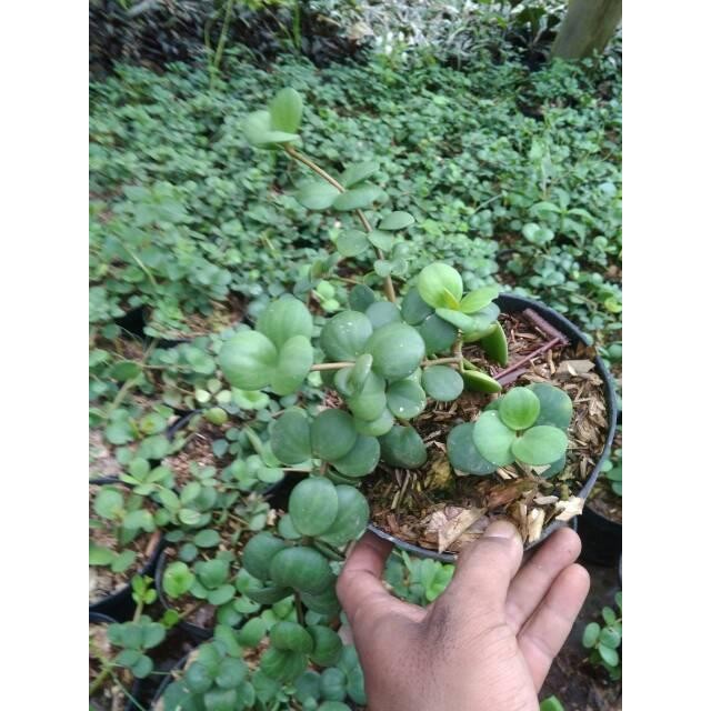 Tanaman Hias Hoya Hope - Coin Bunga Gantung